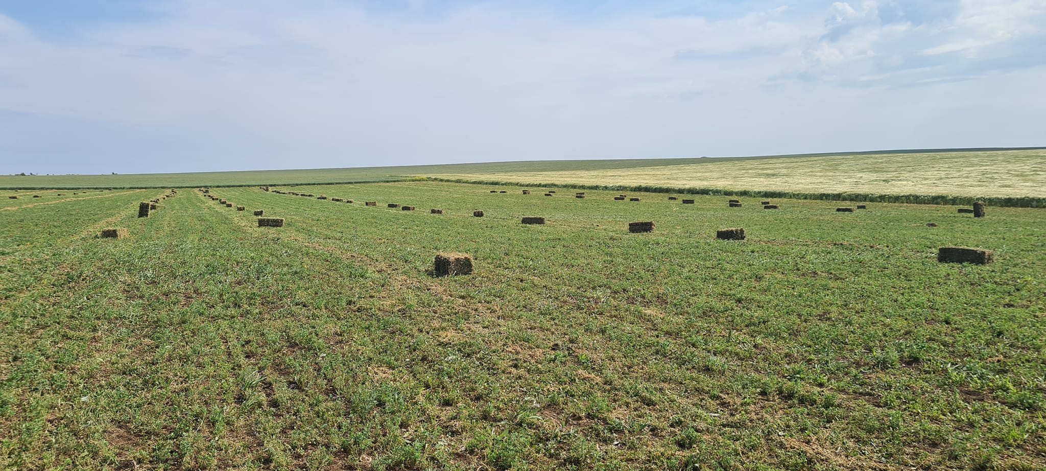 Lucernă ecologică