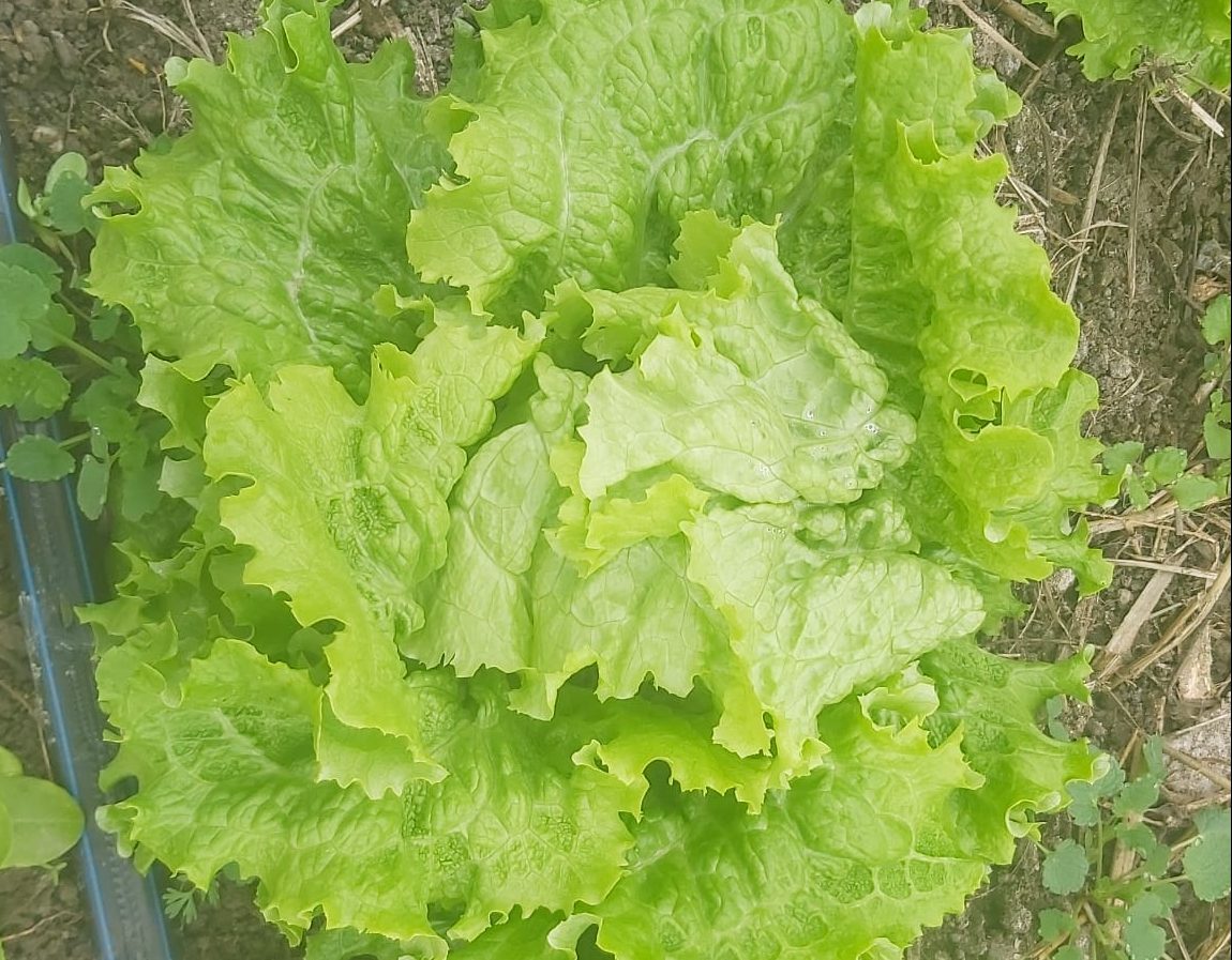 Salată verde creață ecologică