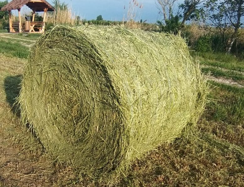 Baloti de lucerna ecologica , rotunzi ,300 kg, 120 buc.