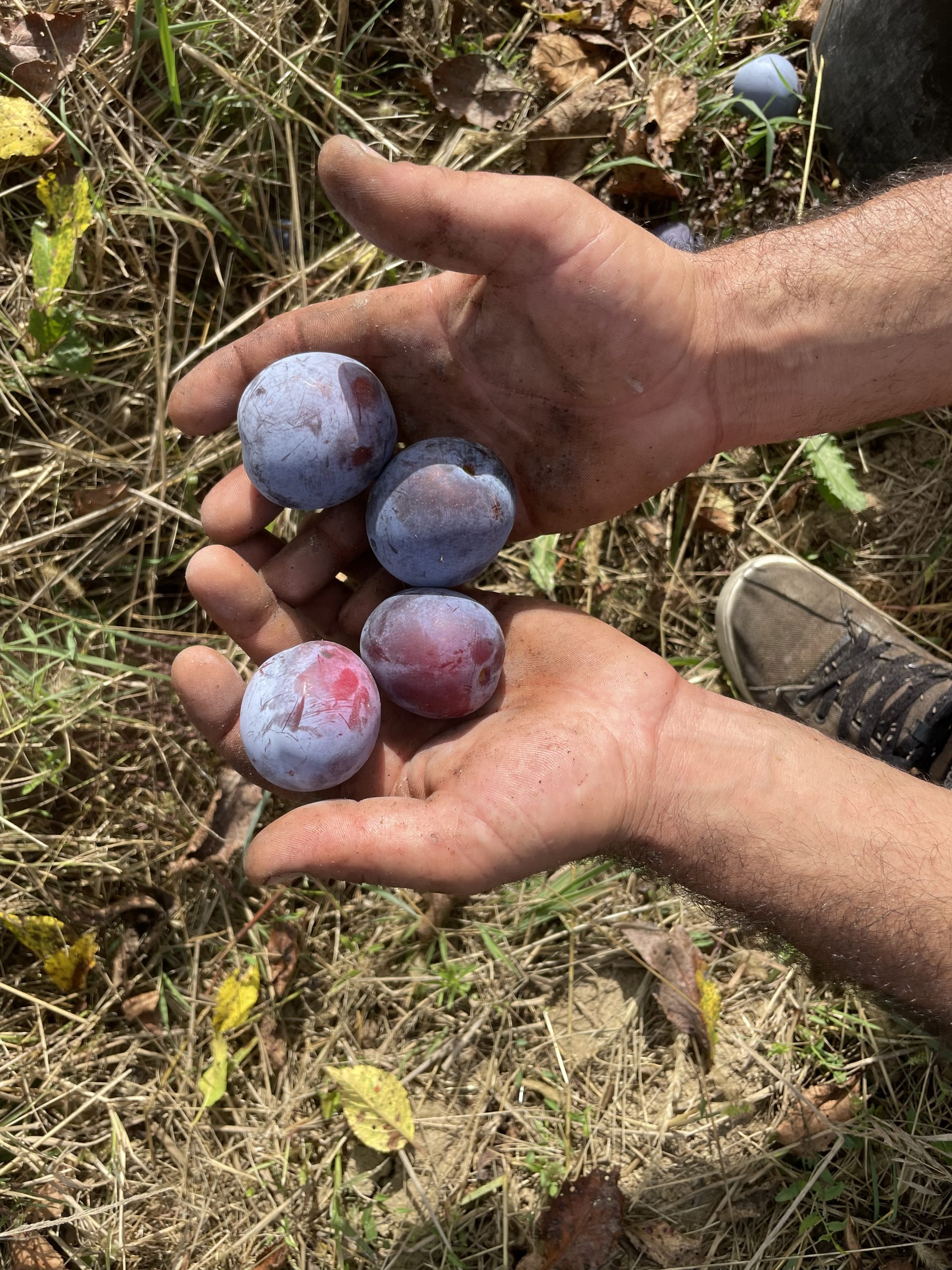 Prune de masă ecologice