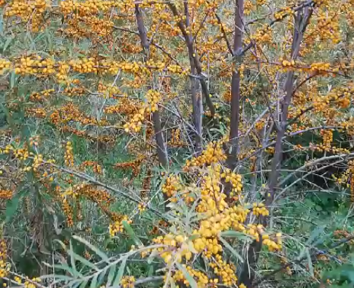 Cătină ecologică soiurile Clara și Mara